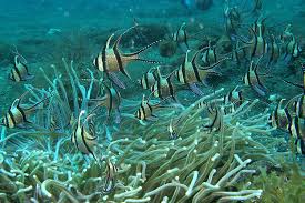 Group of Banggai Cardinalfish swimming