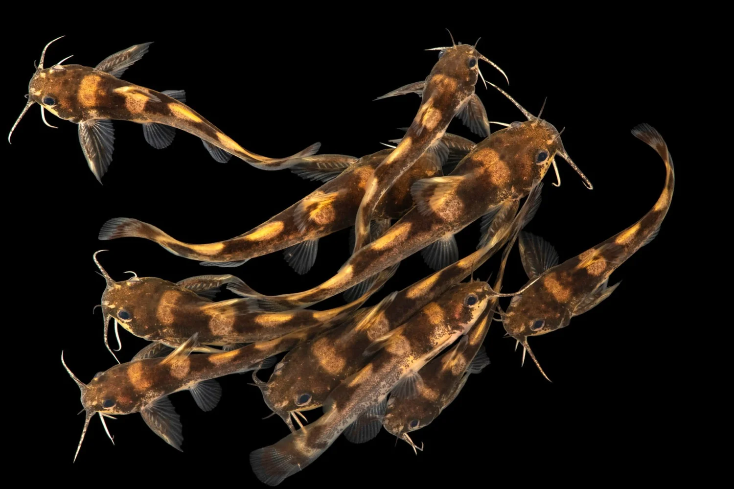 group of Carolina Madtom (https://www.conservationfisheries.org/madtoms/carolina-madtom)