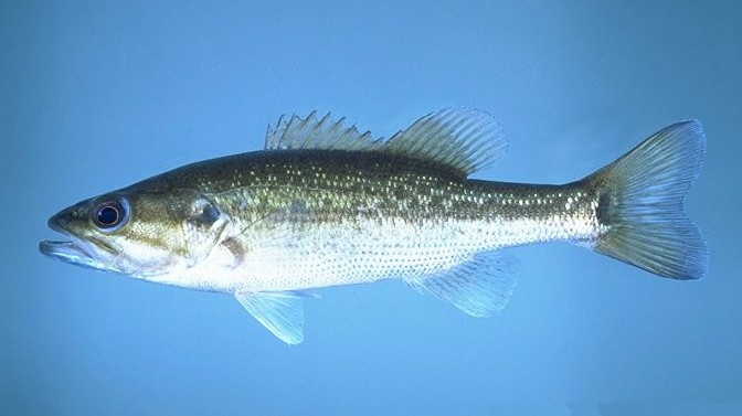 Spotted Bass swimming