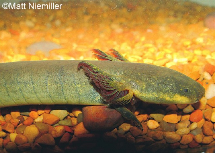 Lesser Siren close up