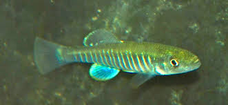 Waccamaw Killifish swimming