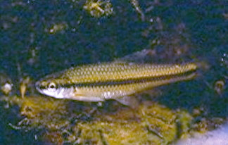 Cape Fear Shiner swimming