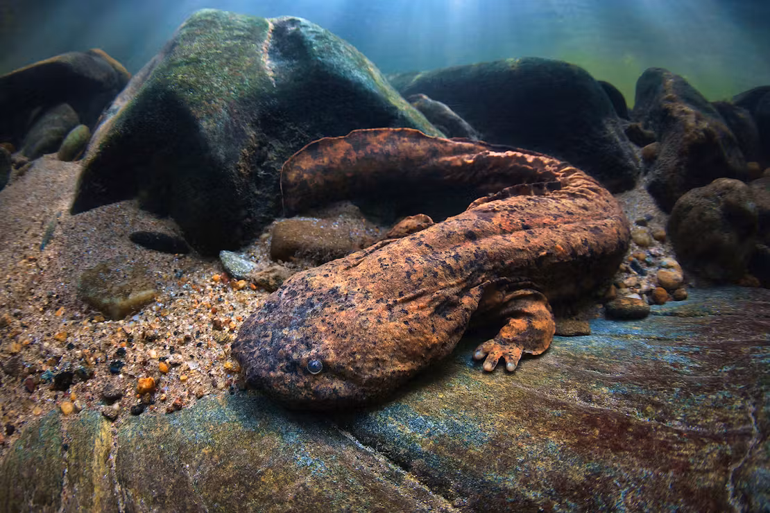 Eastern Hellbender salamander underwater