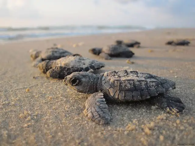 Kemp's Ridley Sea Turtle's Hatchlings