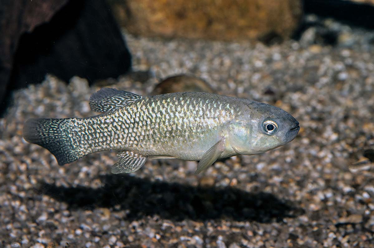Mummichog fish swimming near bottom