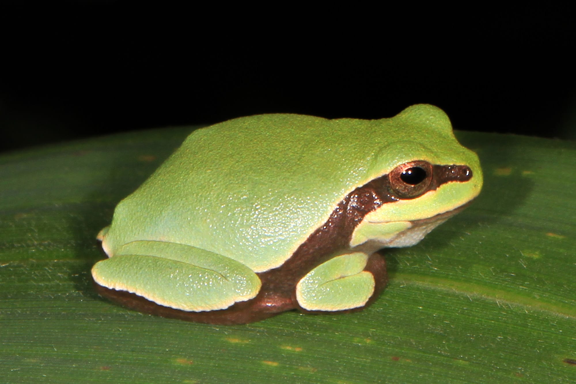 Pine Barrens Treefrog on a leaf