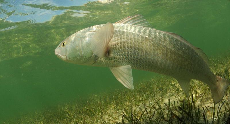 red drum swimming
