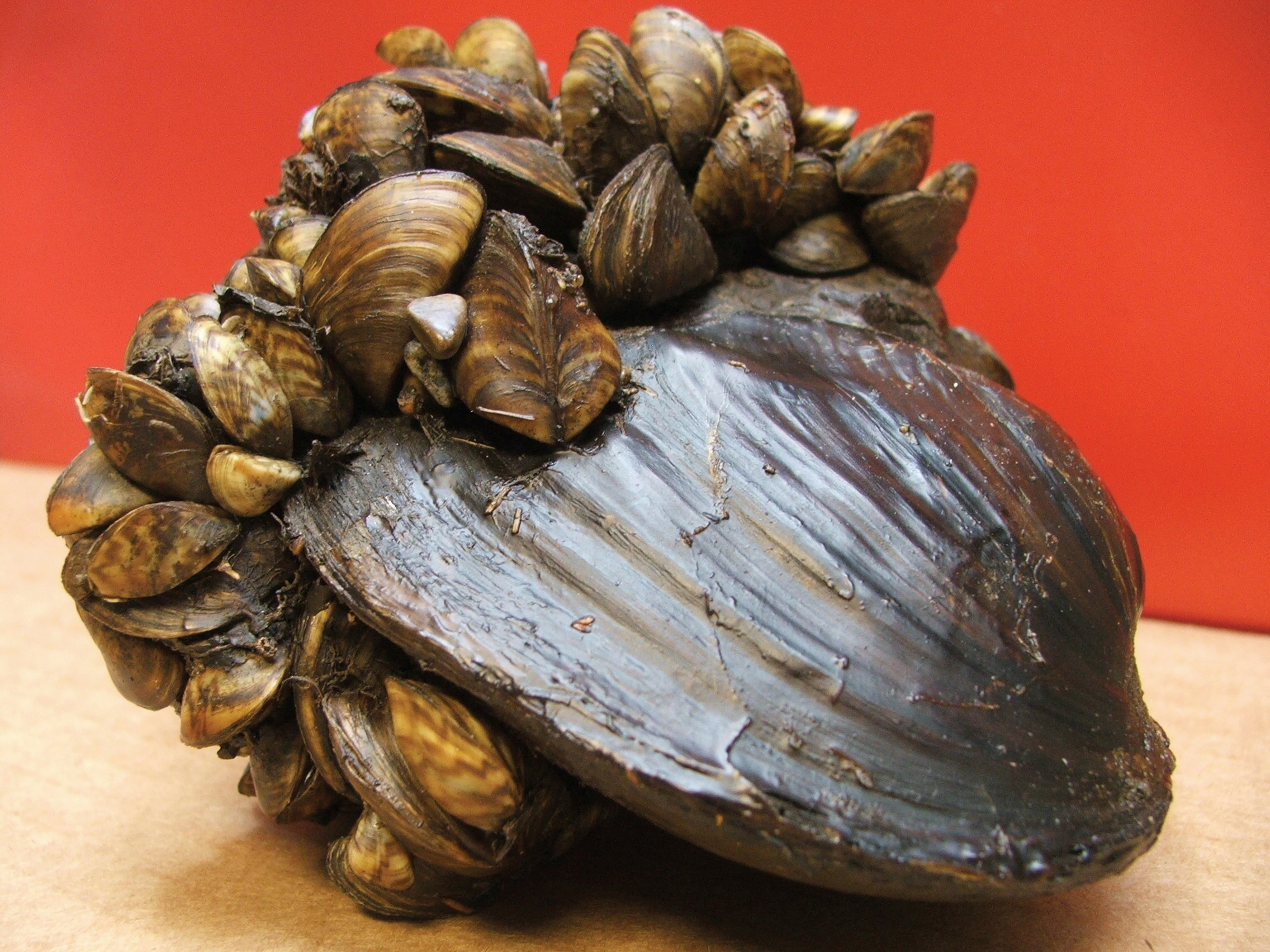 Zebra Mussel on clam